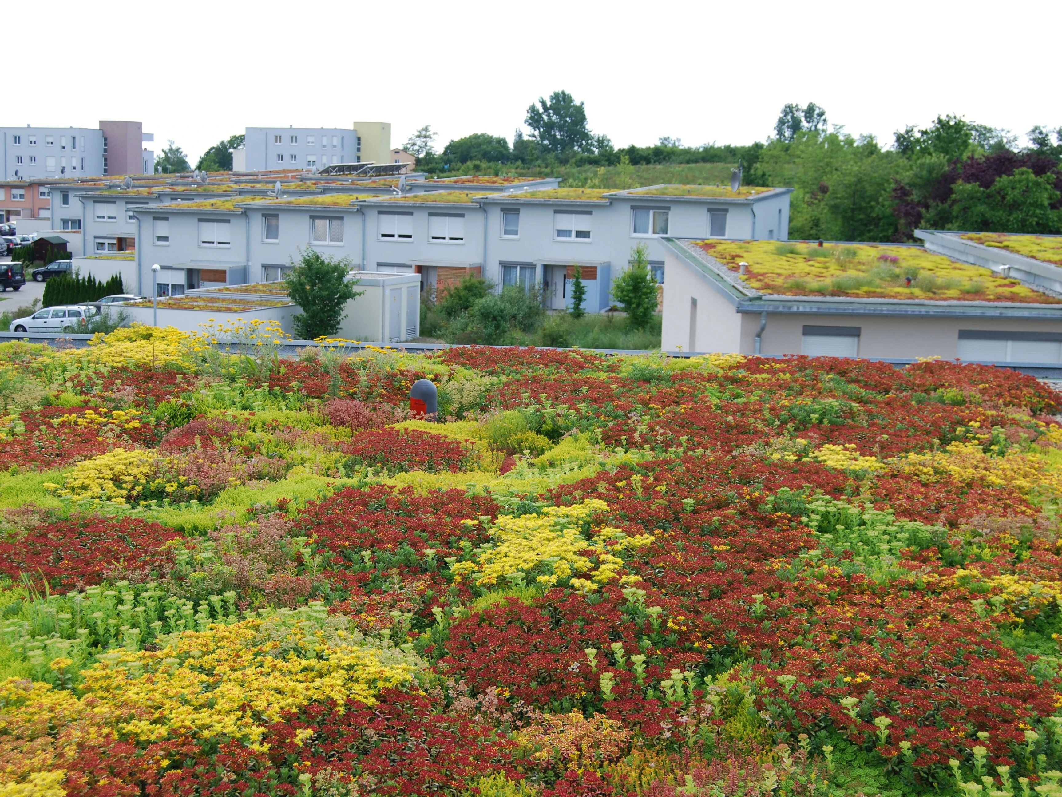 Pflege Dachbegrünung Außenanlagen Site